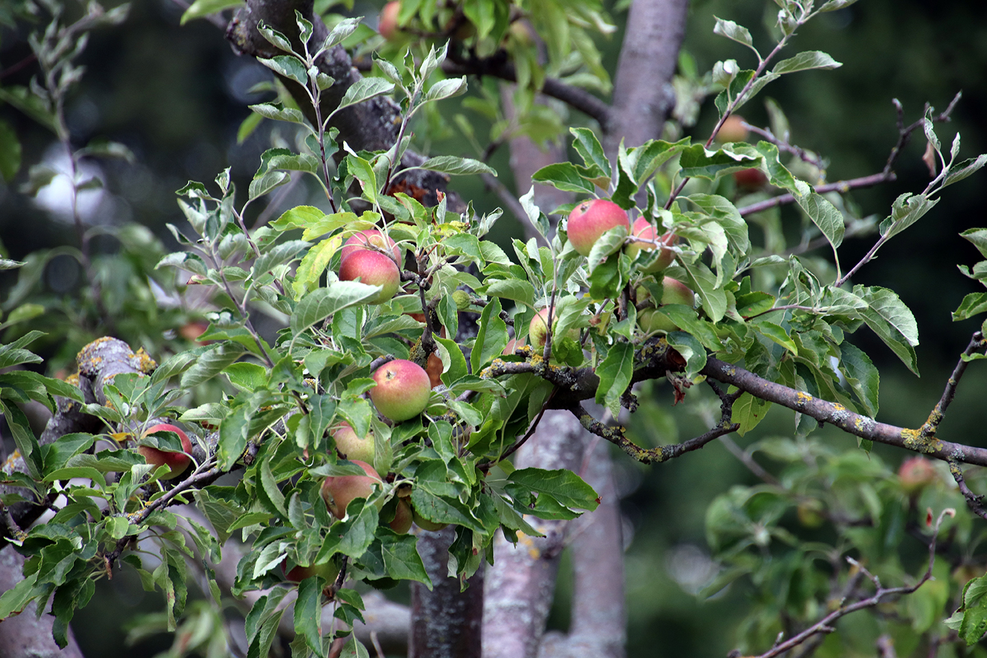 IMG_6389_1440x960