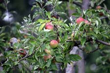 IMG_6390_1440x960